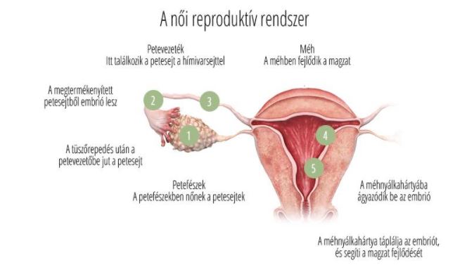 Noi reproduktiv rendszer